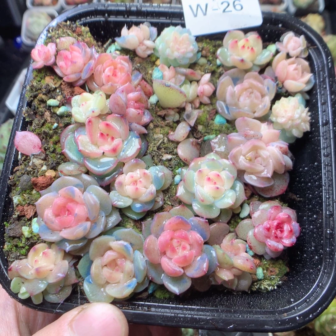 无花朵W26。66666666