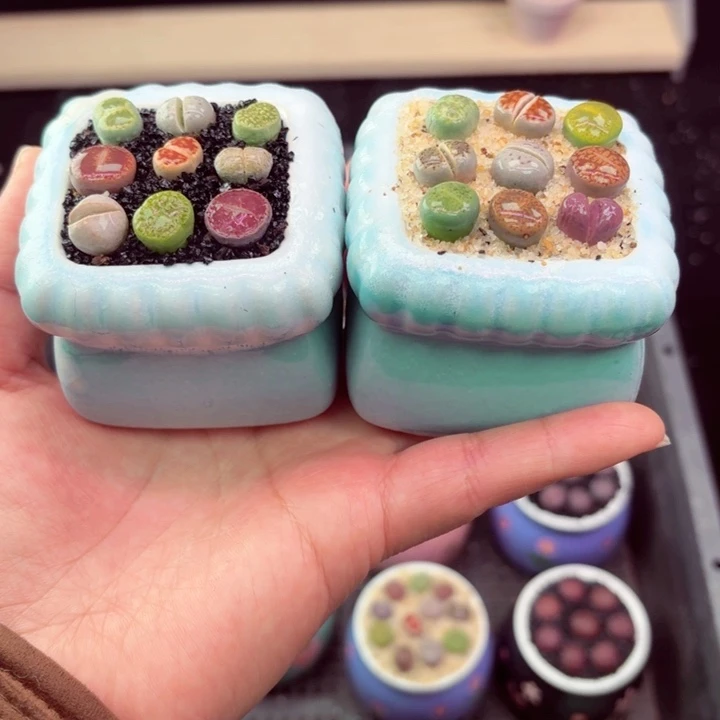 盆口微瑕807凑满18包邮零下地区记得拍保温箱