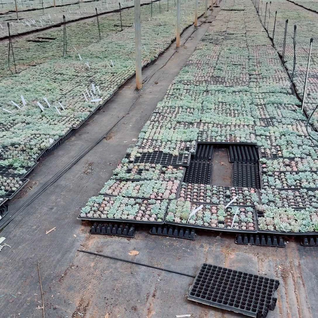 编号珍妮十棵量拍下播福利