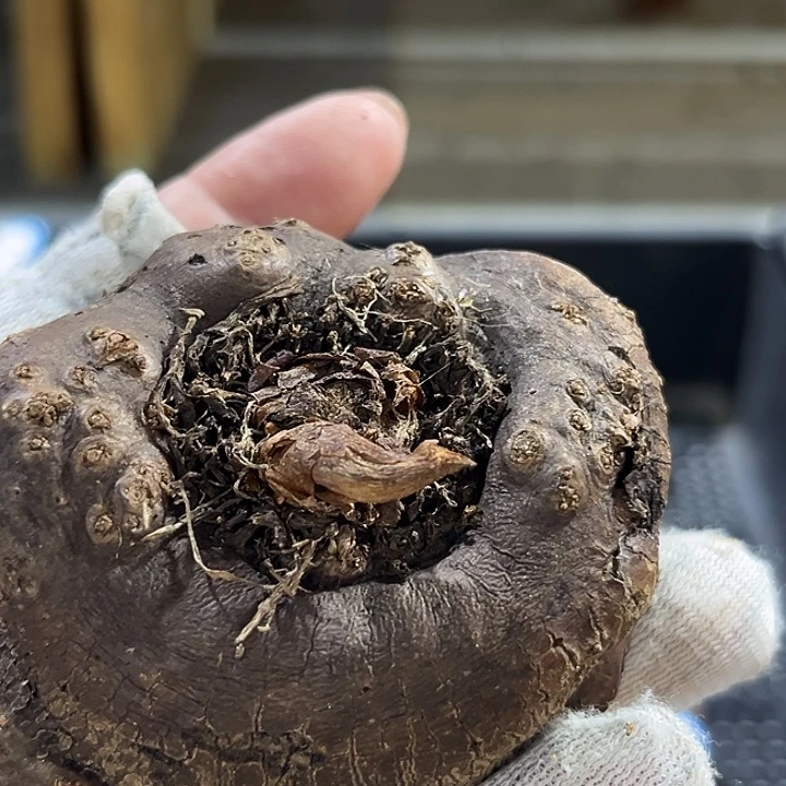 汤圆植物巫骨百合11