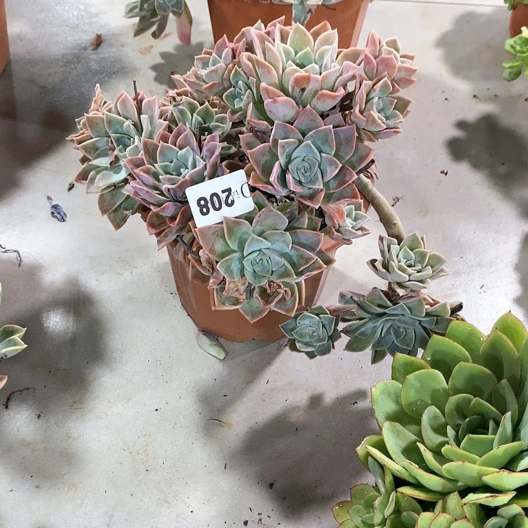 明**园208哈利多肉植物
