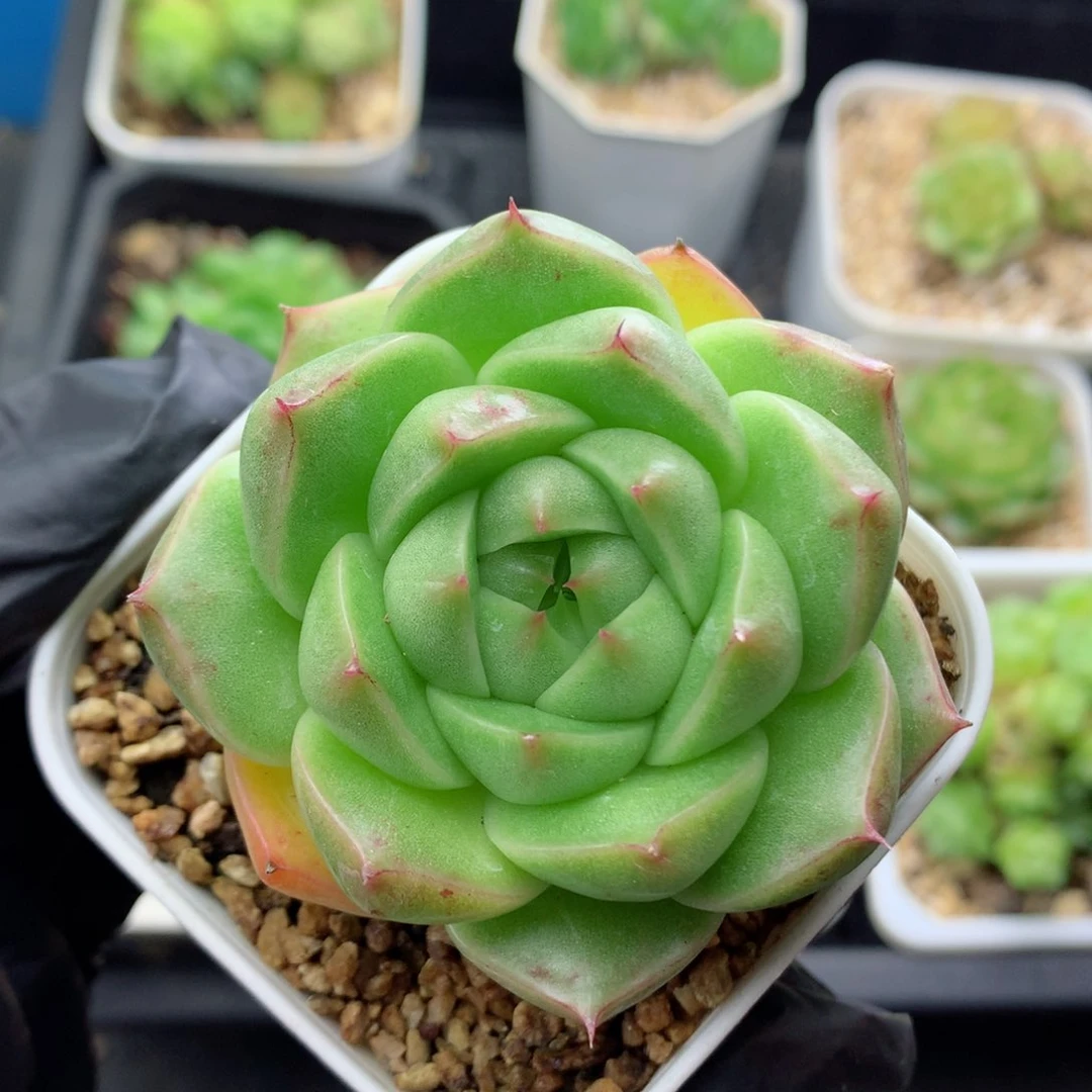 58包邮  群生不包整麦秆30