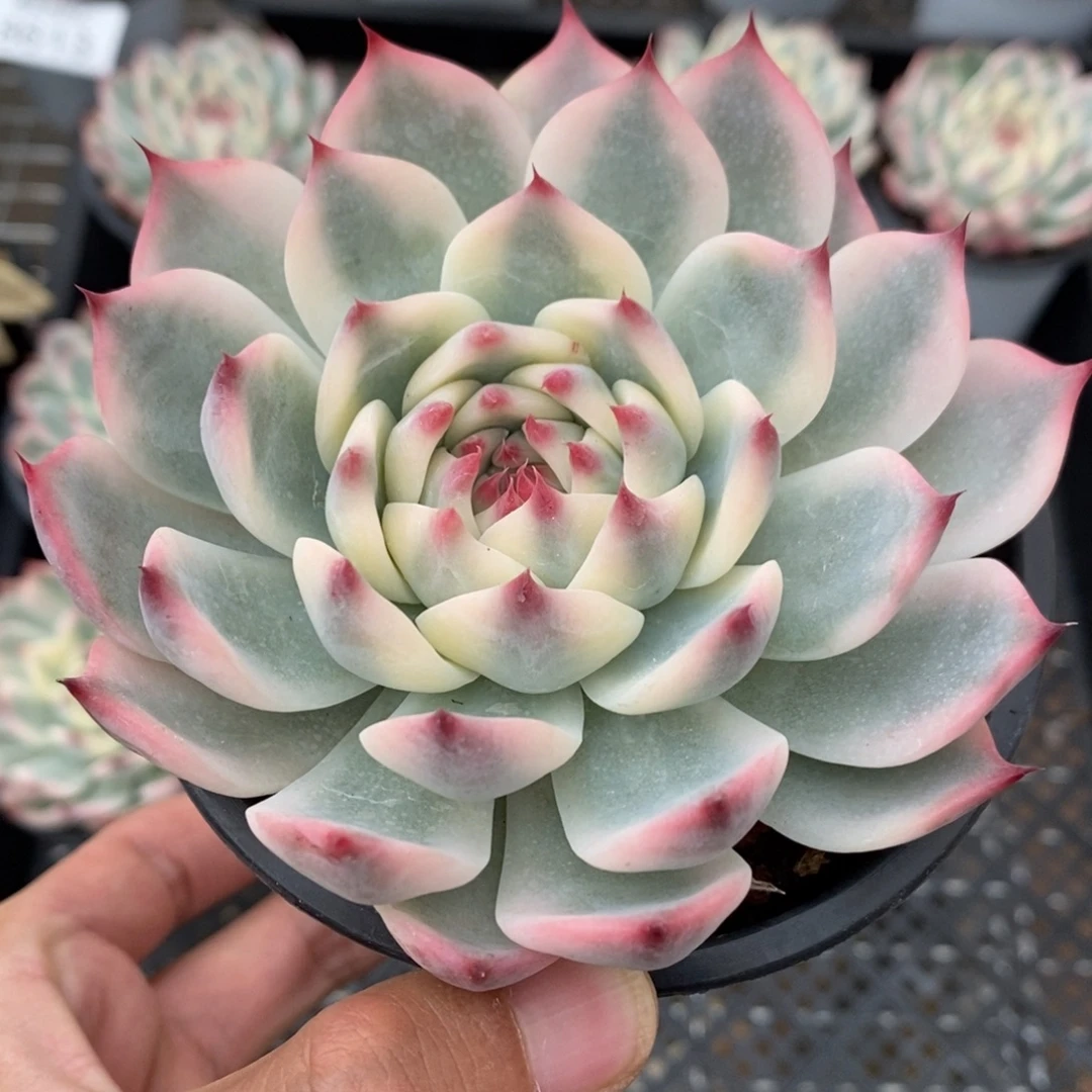 吉娃娃锦多肉植物8620