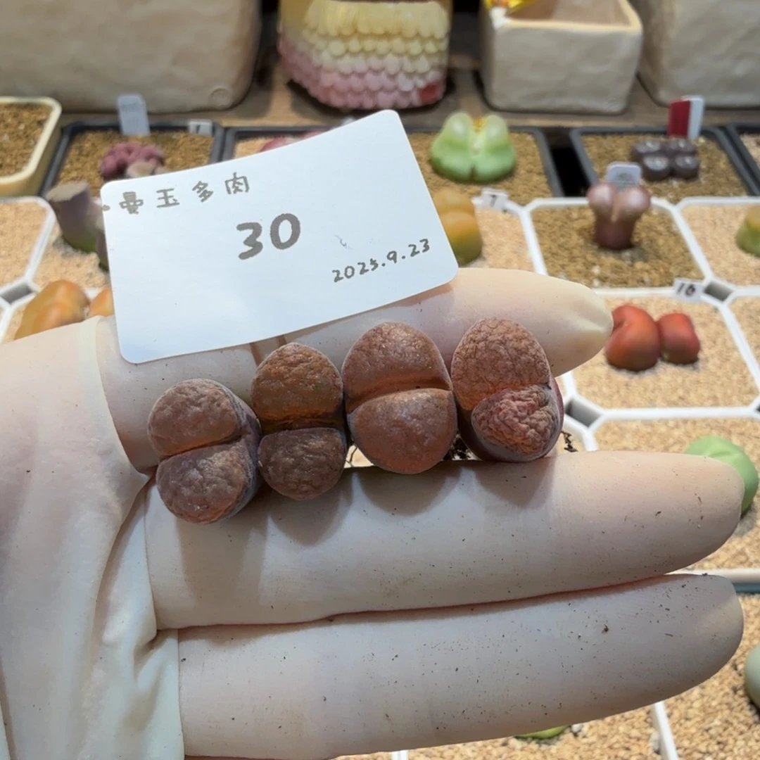 懒***。多肉多肉多肉9.23-030 火大红蛋糕1808.4