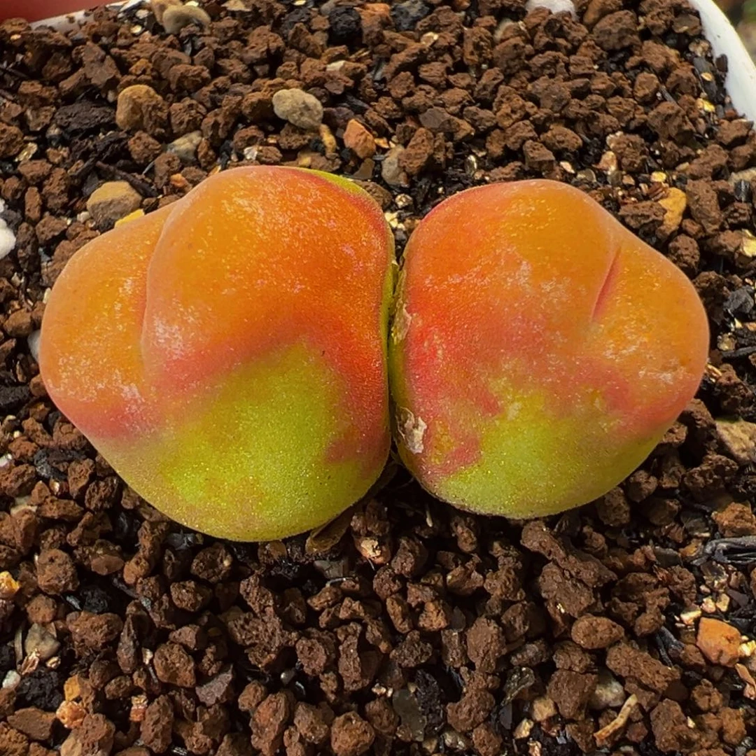 水蜜桃多肉植物盆栽栽培