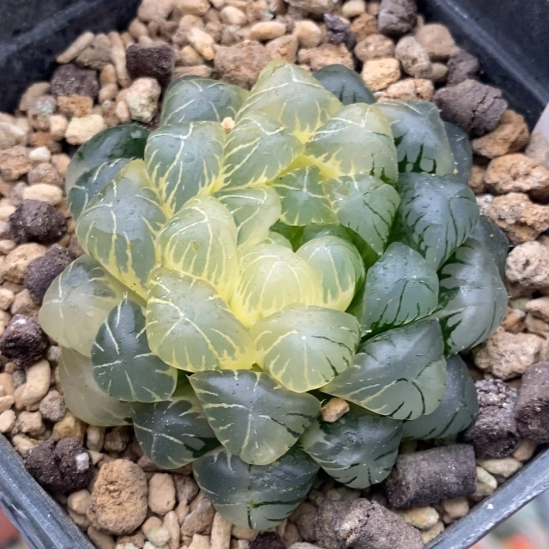 21号实生糊斑湖水多肉