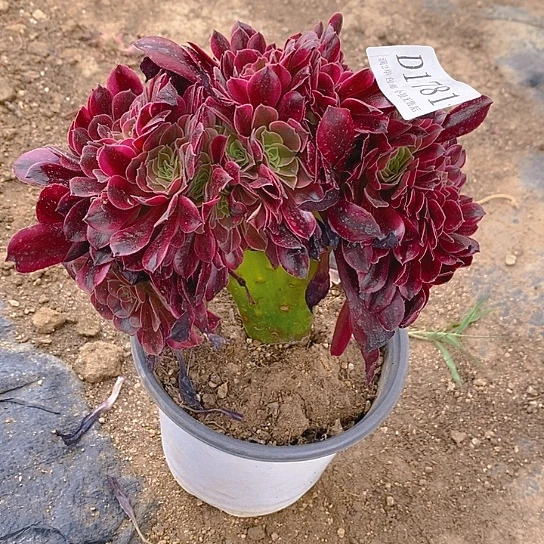 1781美杜莎多肉缀化