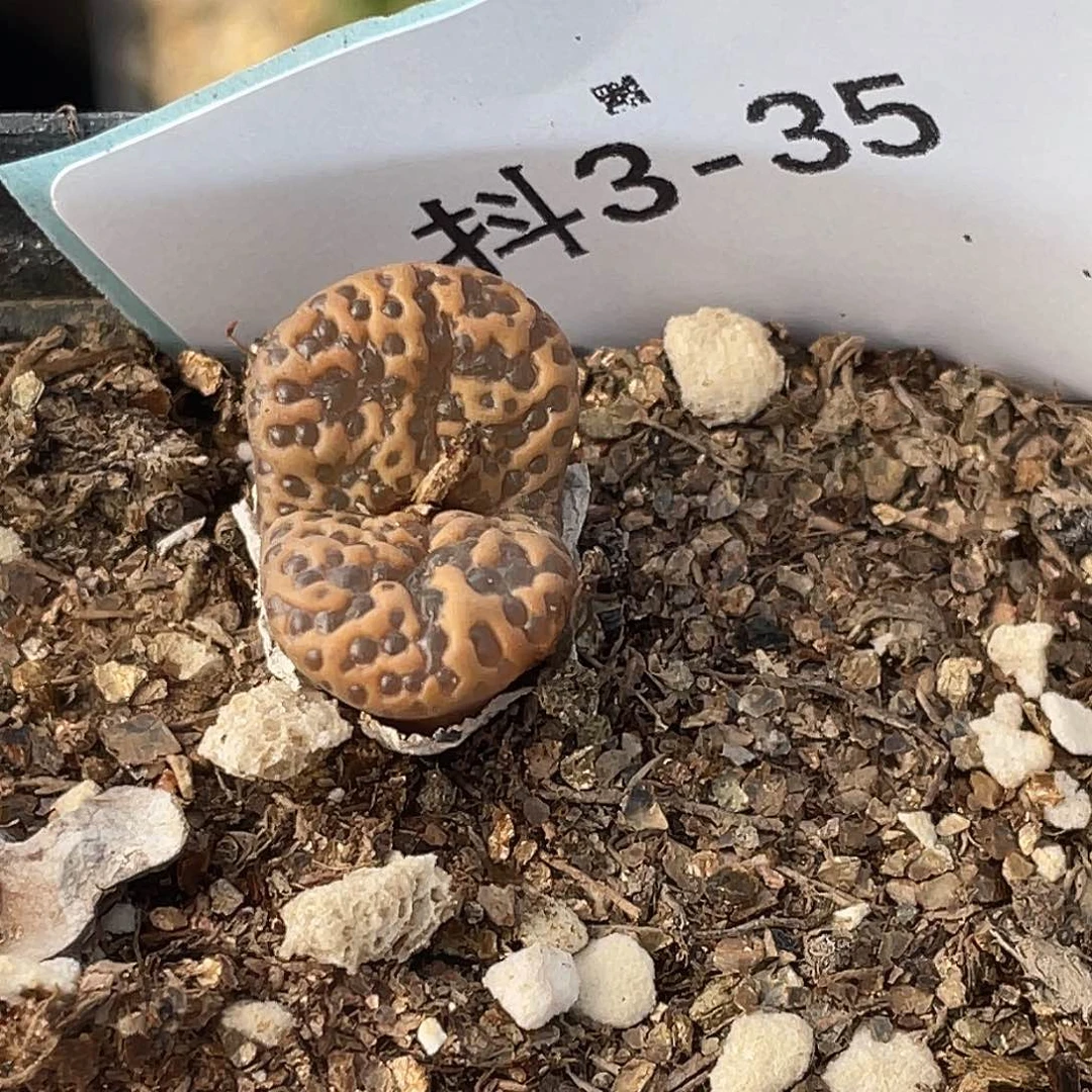 s***n3-35肉锥多肉植物肉锥