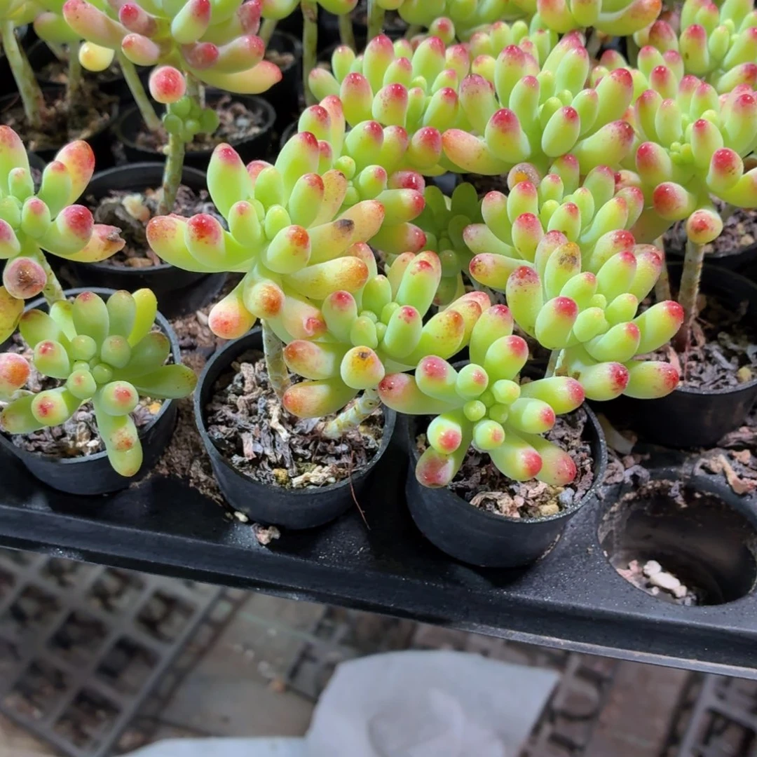 乙女心多肉9.9包邮发货