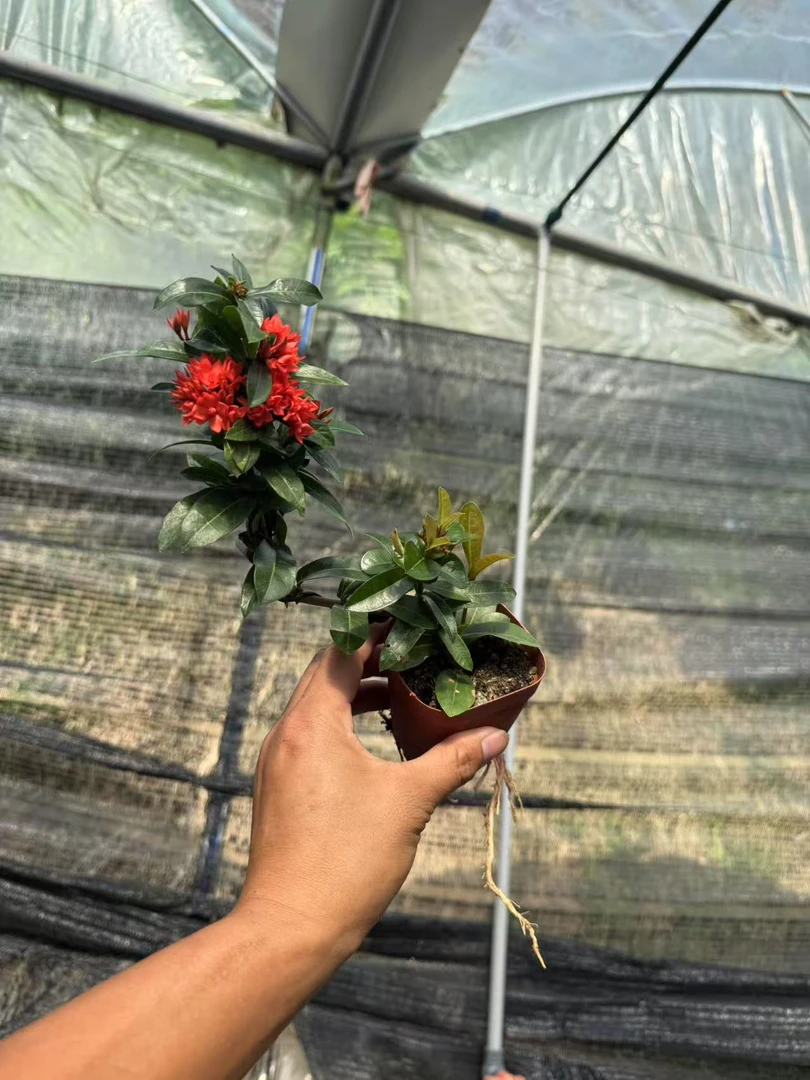 悬崖飘枝小叶重瓣龙船花原土原盆发货盆破不赔【植物图片仅供参考】
