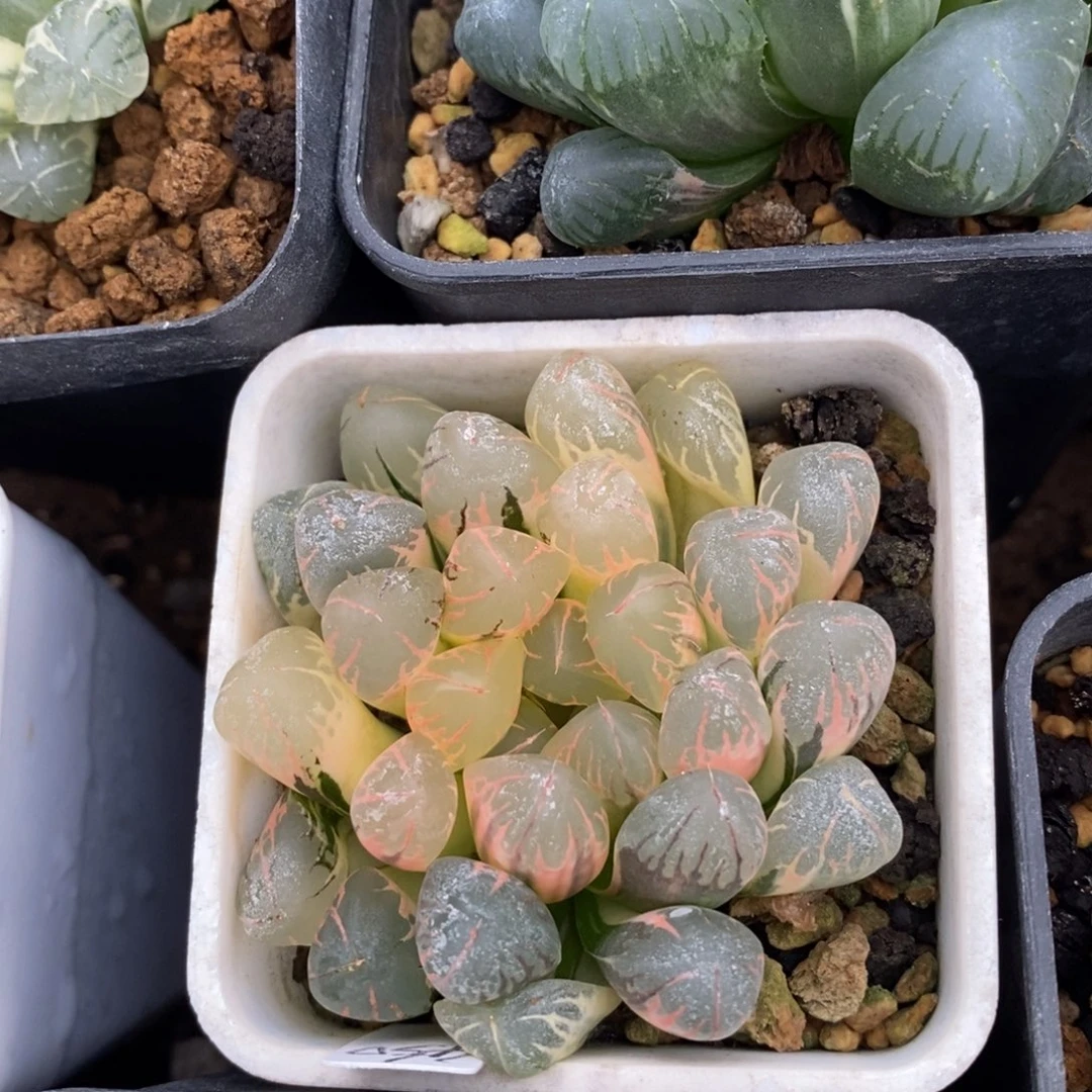 一颗实生糊斑玉露锦。