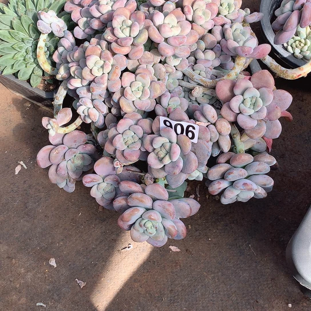 906洛神 一物一拍多肉