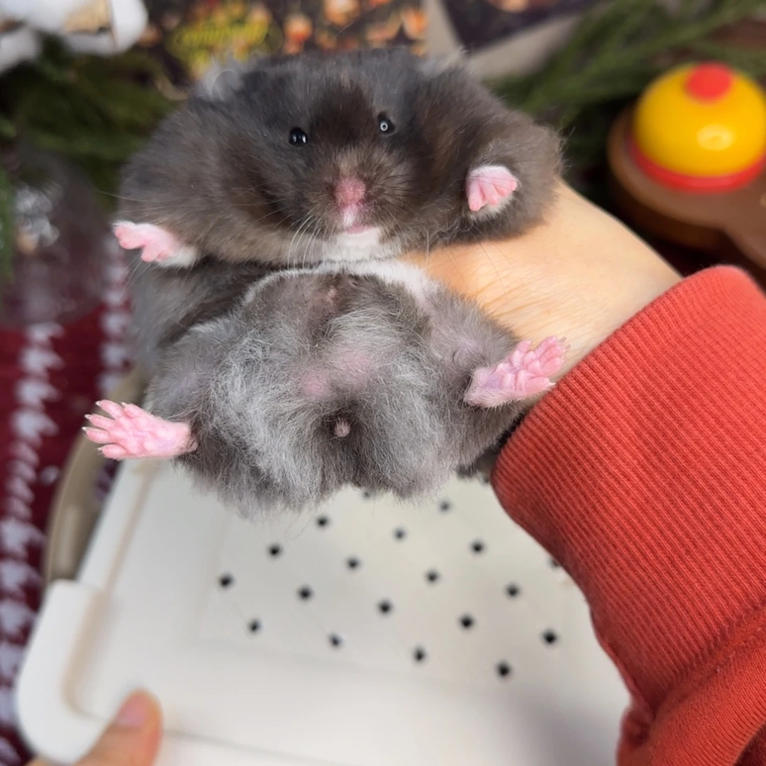 煤球黑弟弟8.26生日