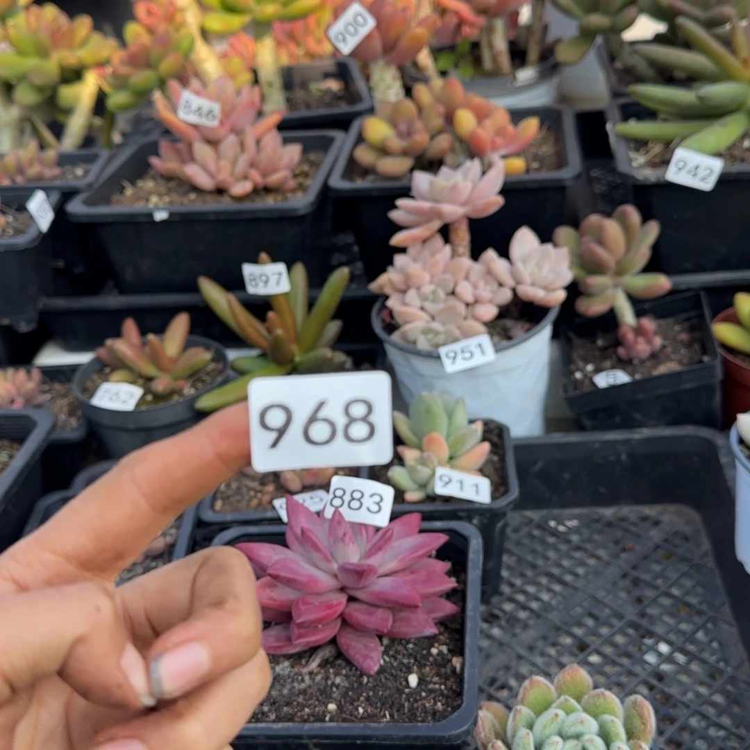 往****补差价一物一拍一物一拍