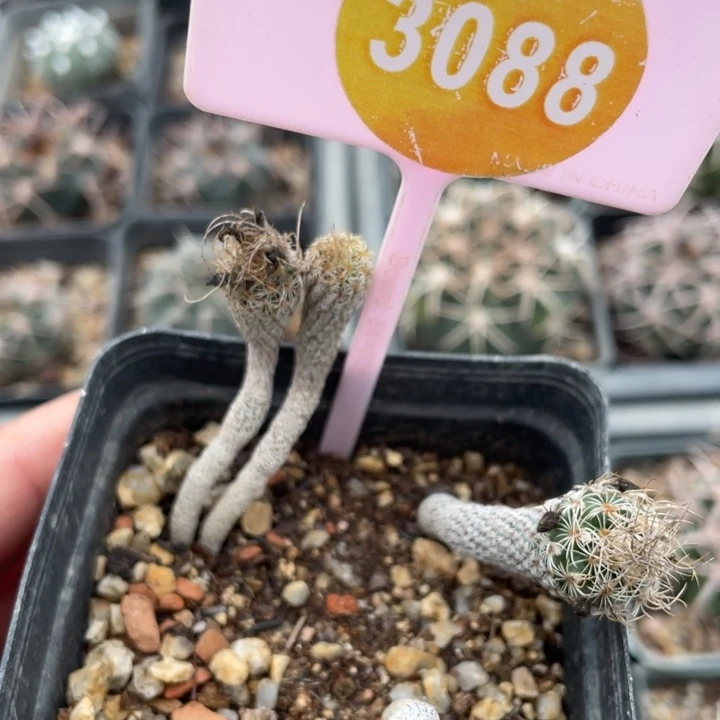 真***亮实生仙人球308800000