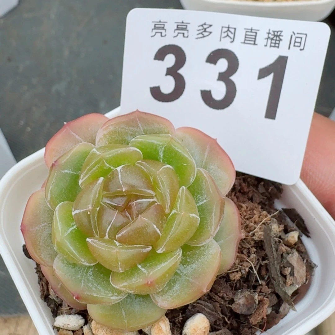 冰晶恋            精美多肉植物