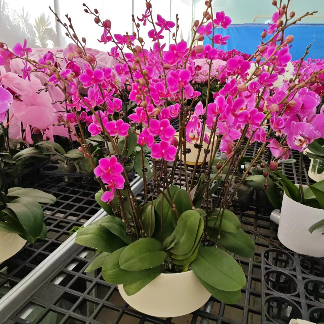 【高枝满天红】蝴蝶兰保底12花组盆