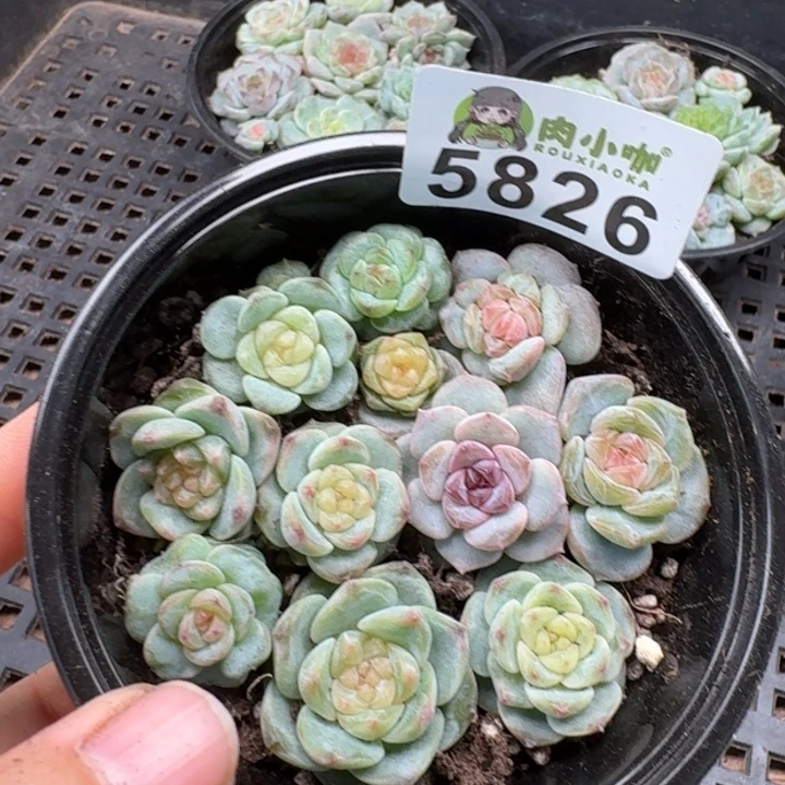 多肉植物多肉植物