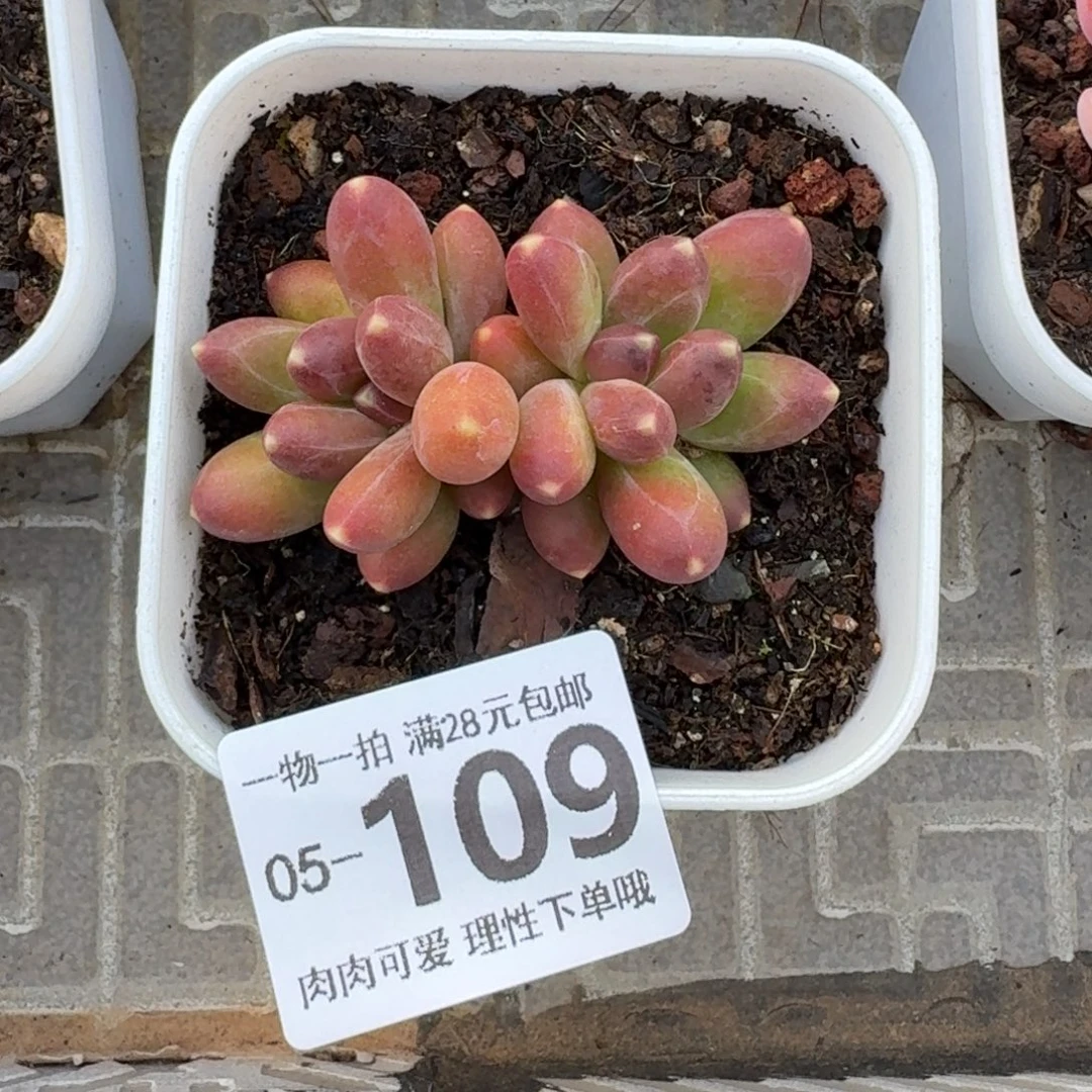 千代田无盆土发货