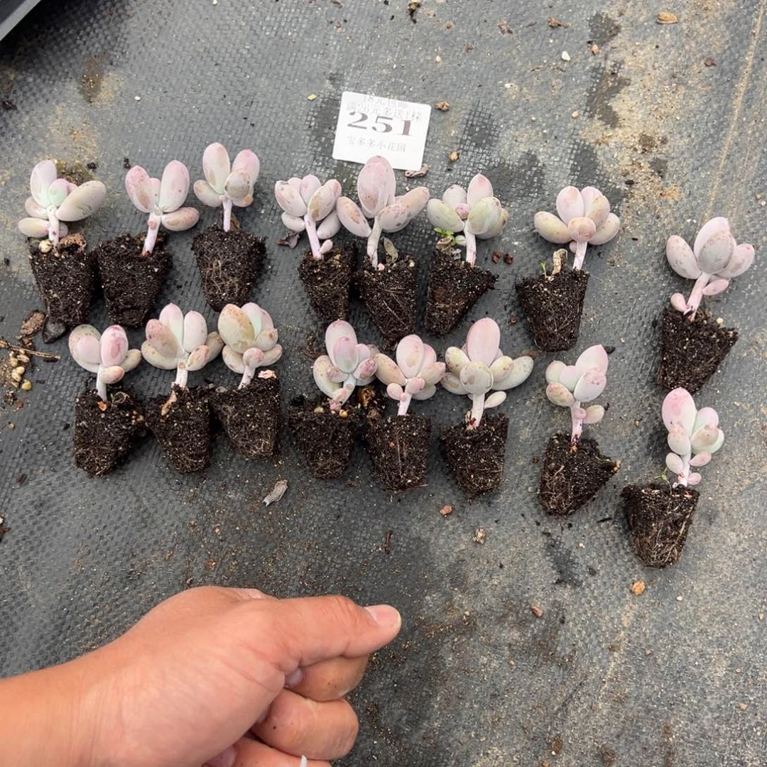 *****瑕疵款小米可16颗量拍多肉满20元包邮下午发货