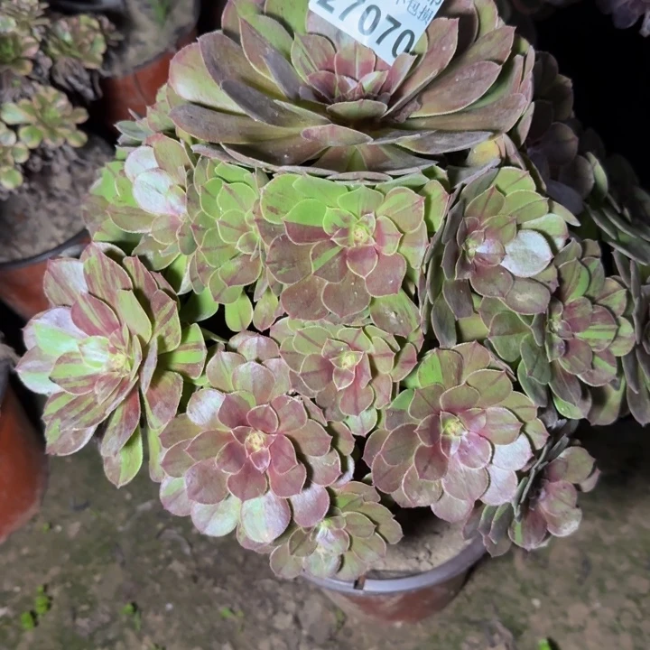 27070花月夜多肉植物