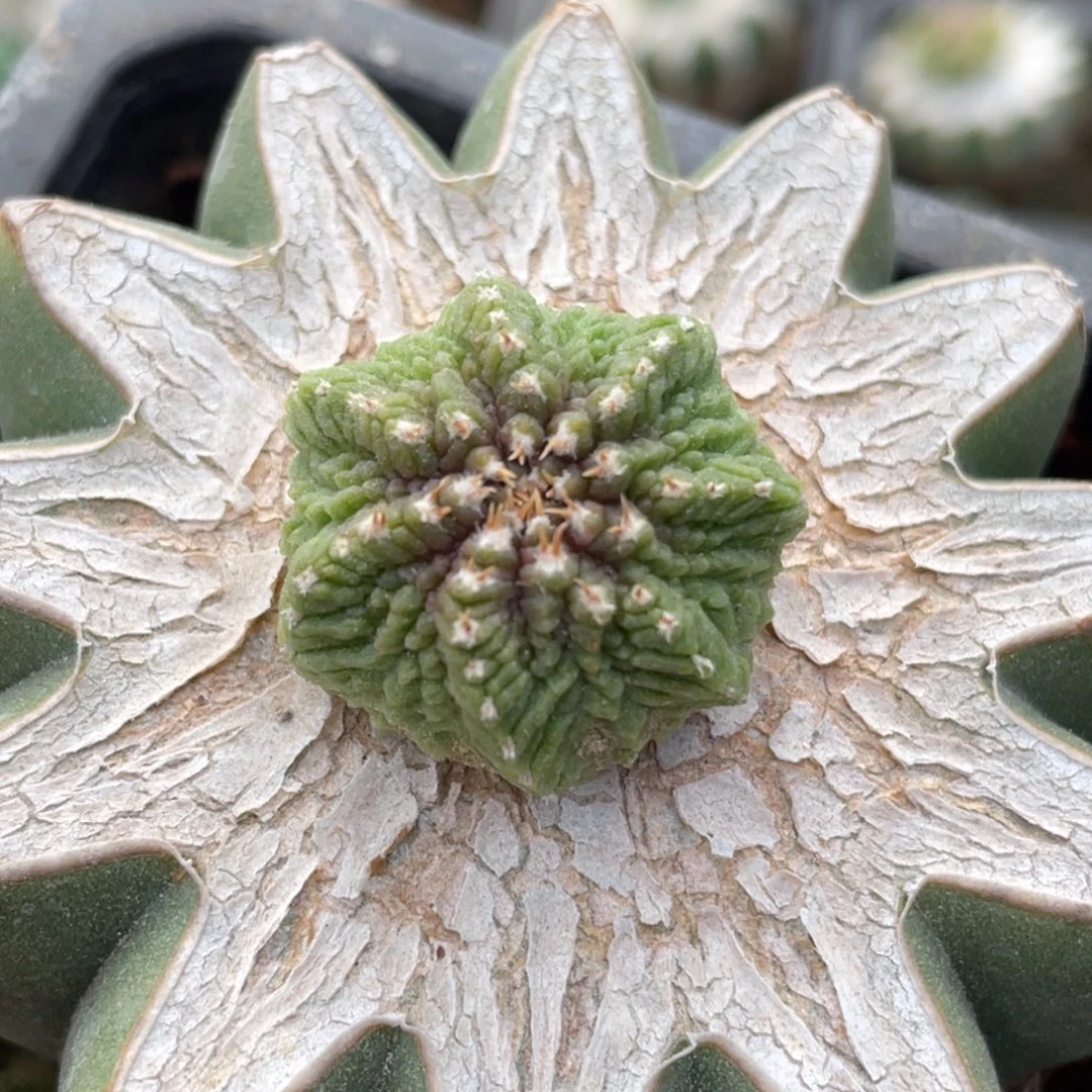 全部花朵单头老花笼 仙人球