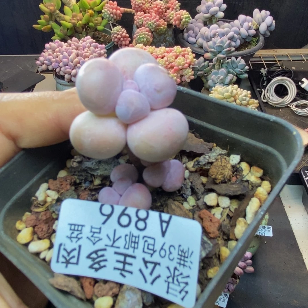 896橙奶多肉肉2c m