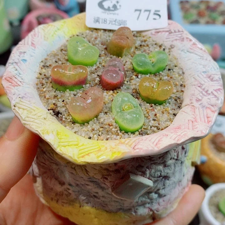 生石花花花花花花花775