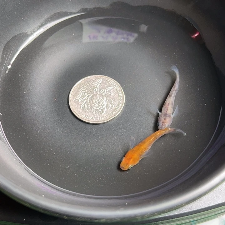 青鳉鱼和墨2条22号
