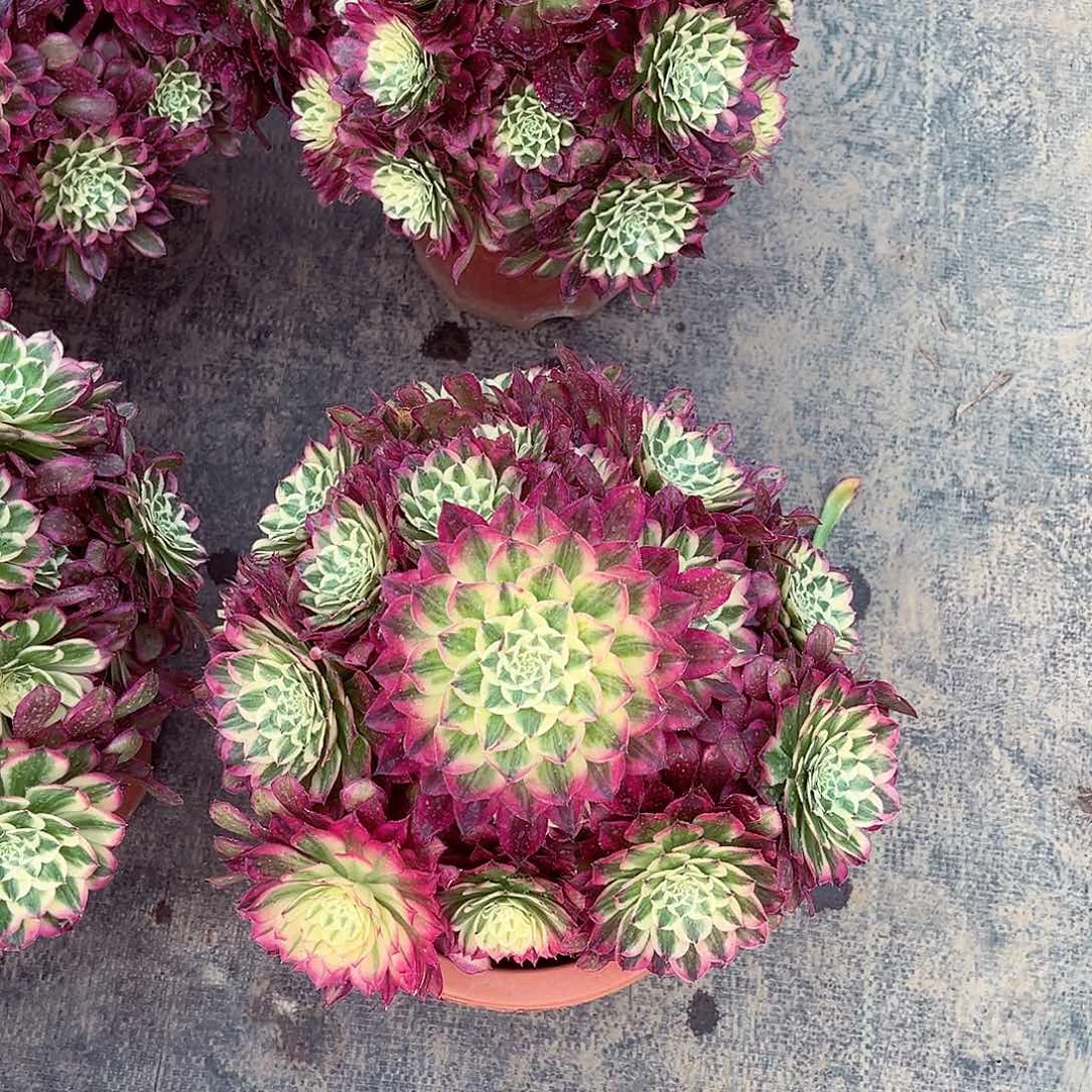 法师多肉植物f s