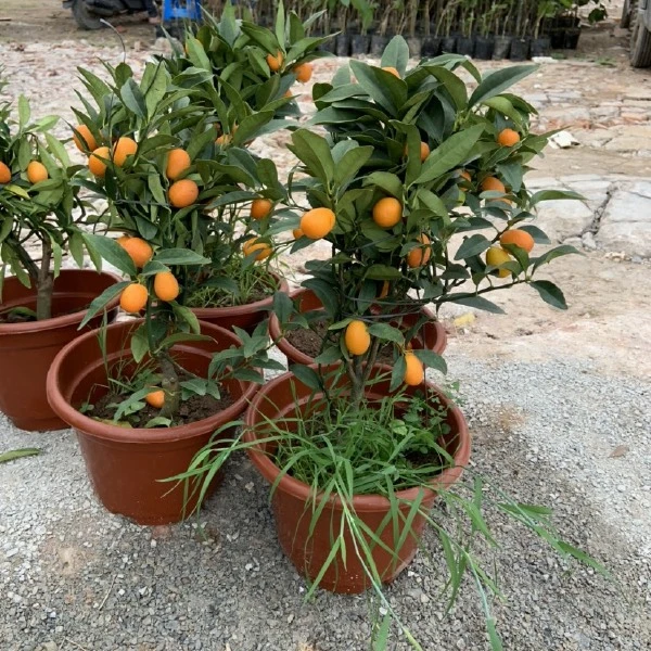 直播专用脆皮/脆蜜庭院种植南北方可种植盆景老桩包邮