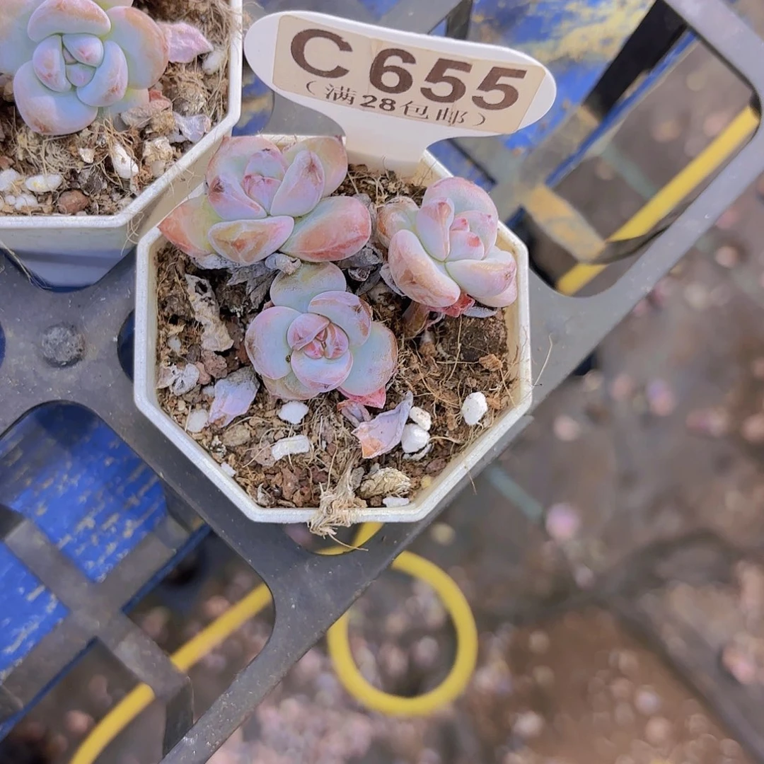 C655星星雪一物一拍