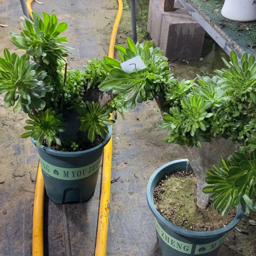 无花朵一****鱼多肉植物组合拼盘7