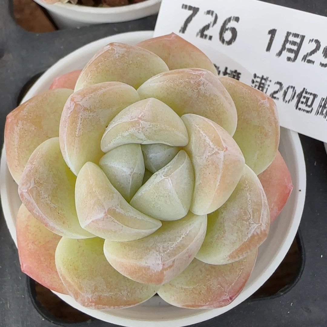 花语逸镜0129-726