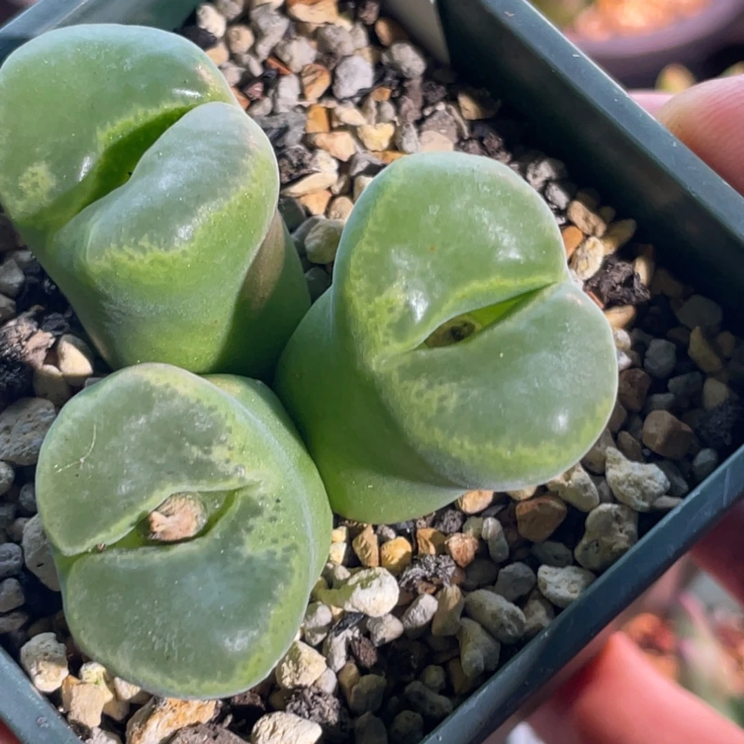 大型绿风铃植物一物一拍