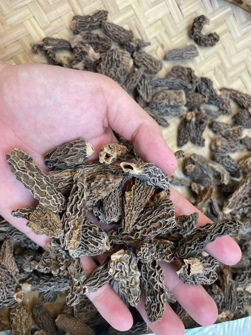 西藏云南特产羊肚菌干货煲汤美味食材