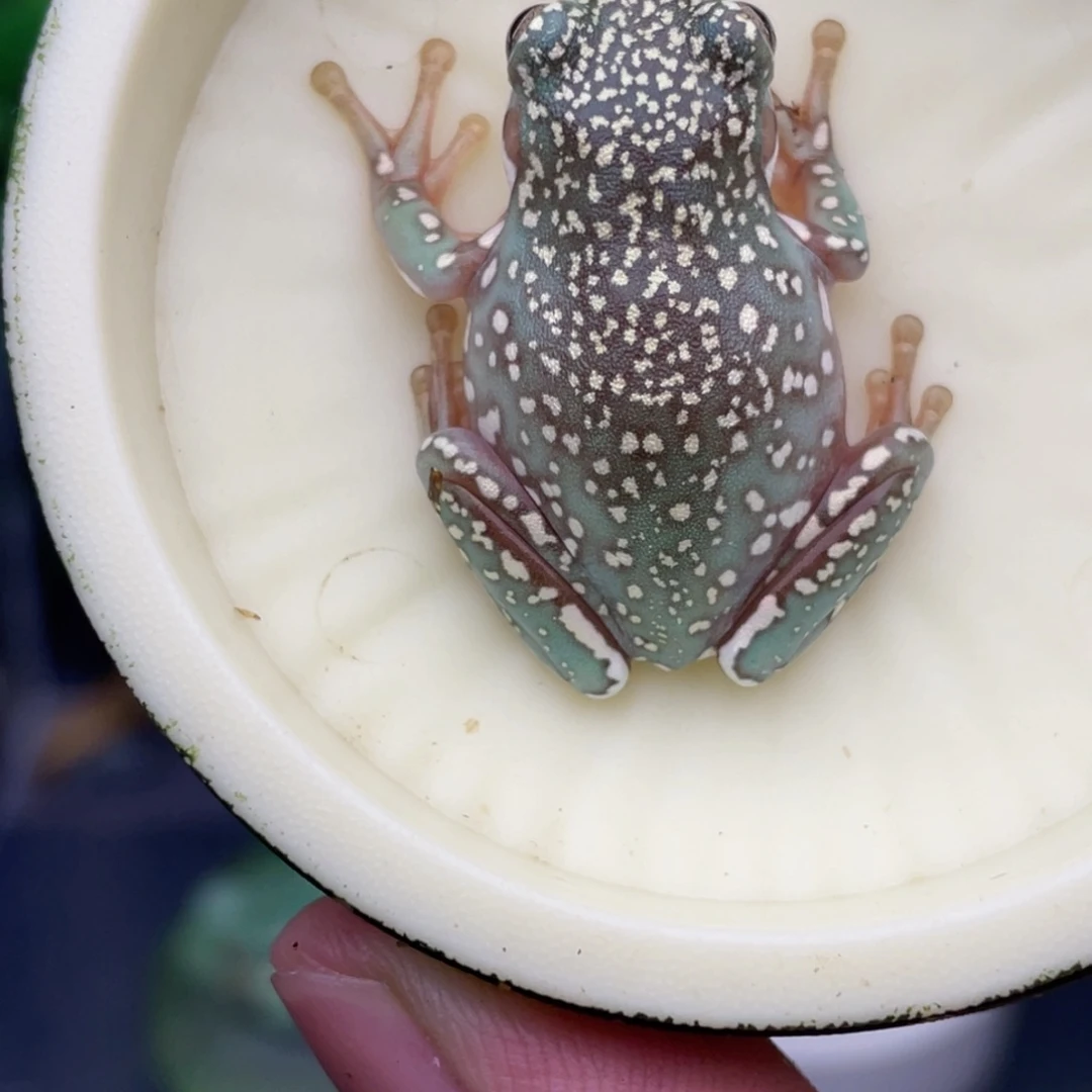 老爷树蛙2号顶级淋暴雪蓝