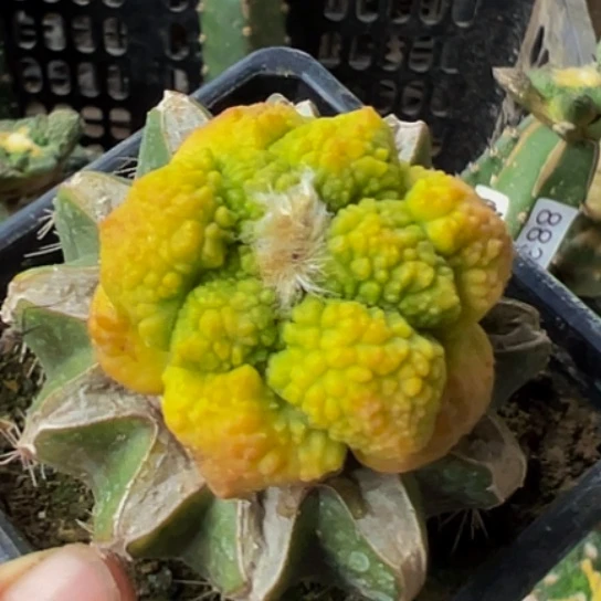 无花朵红锦大尤连山哥斯拉牡丹锦072