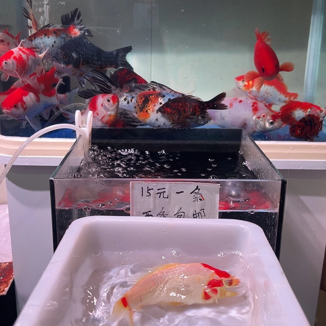 小***。海水观赏鱼福利多多啊