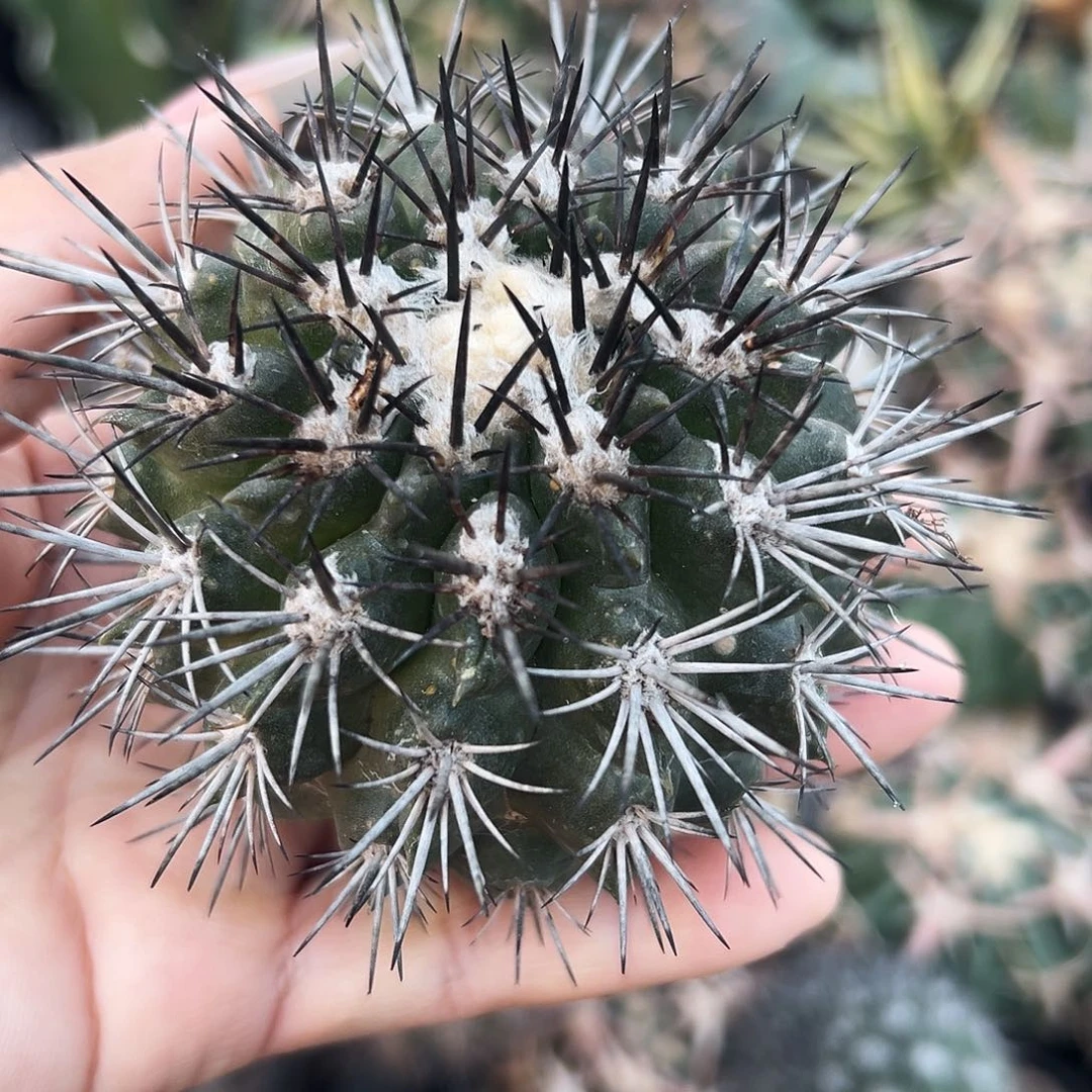 君光丸仙人球6666666