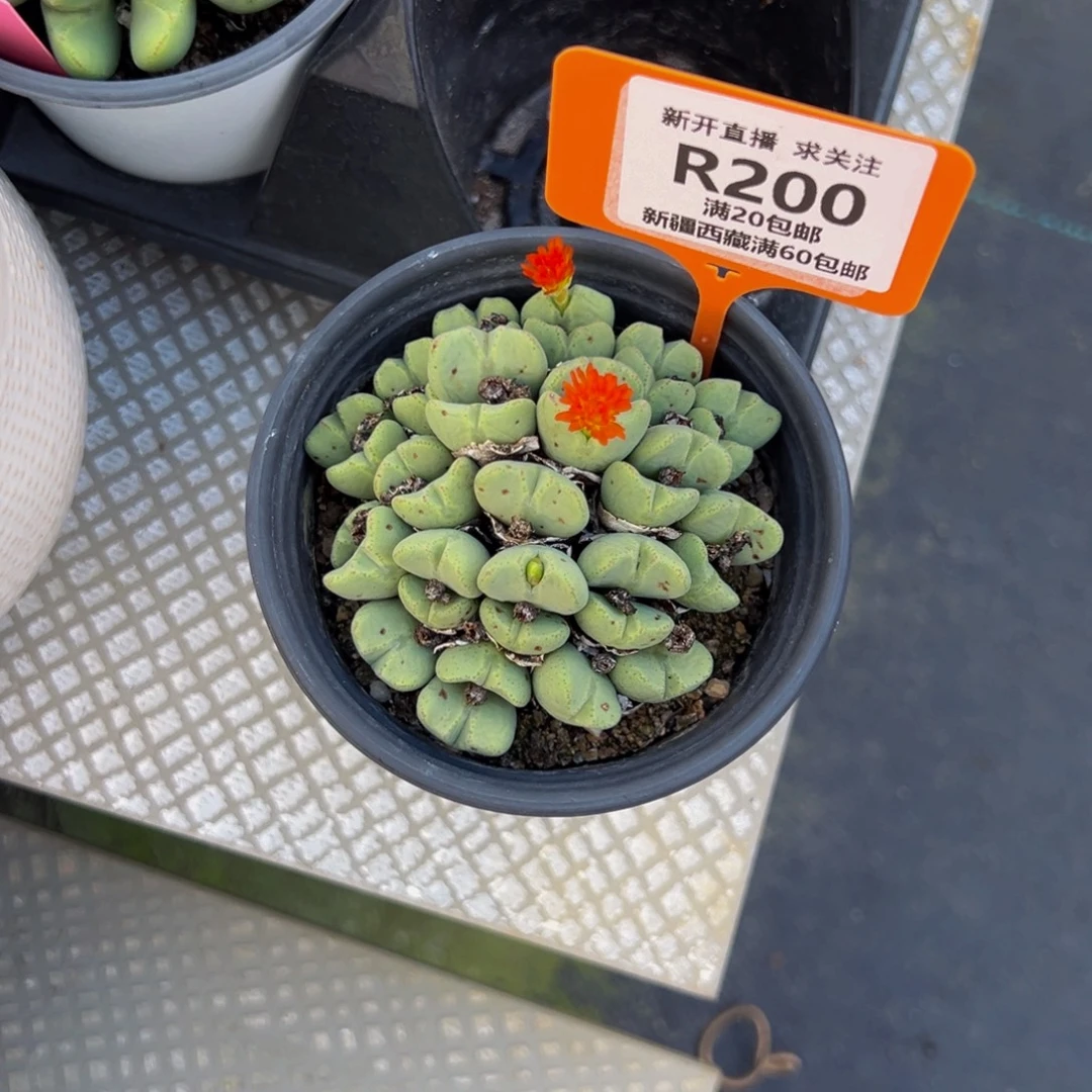 200 一物一拍，默认有伤，介意勿拍，不退不换