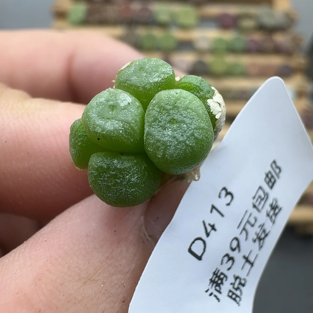 413流水铜壶哈哈哈哈哈哈哈