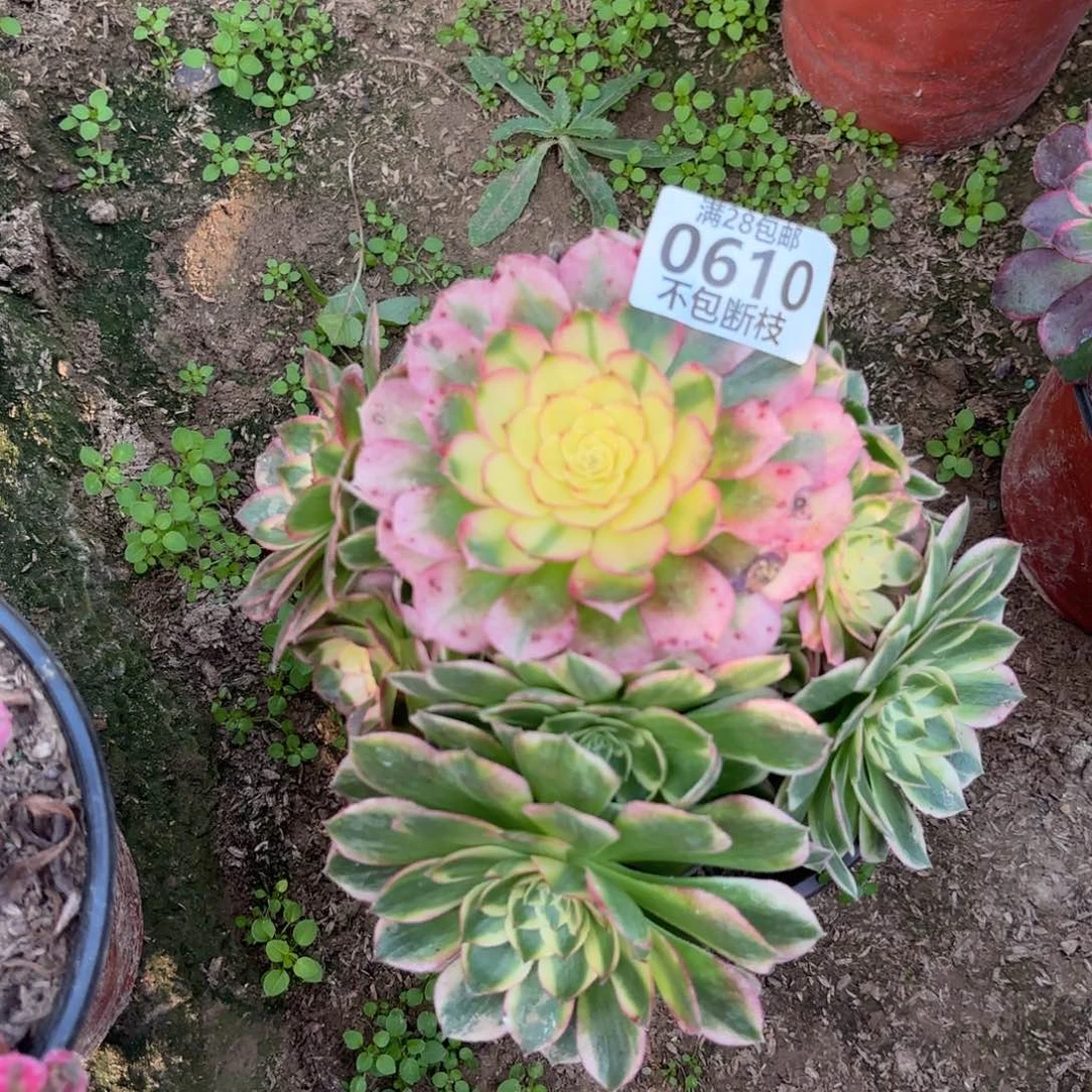 M. 610海鲜多肉1，cade