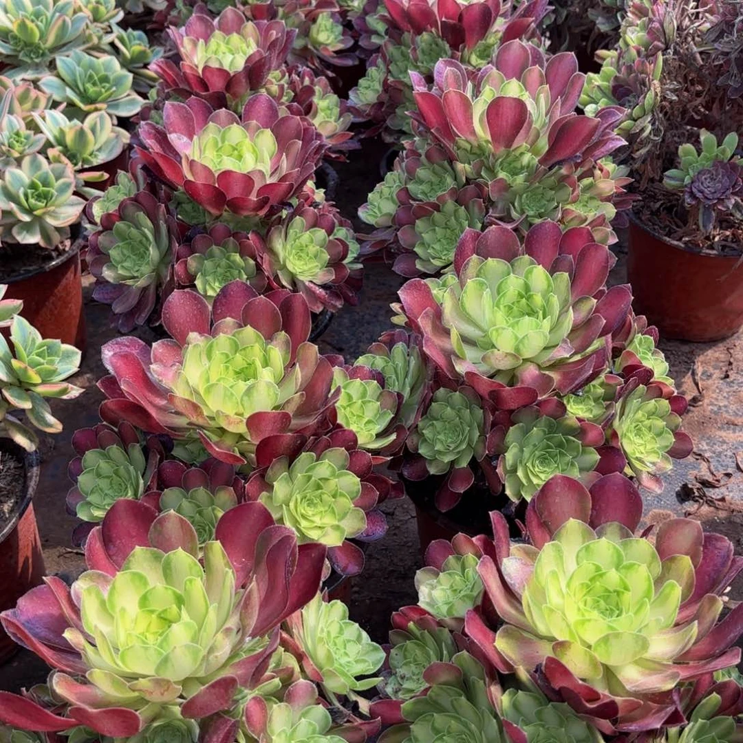 韶华9.9法师多肉嫩