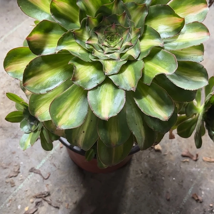 多肉植物燕姿中班锦…………