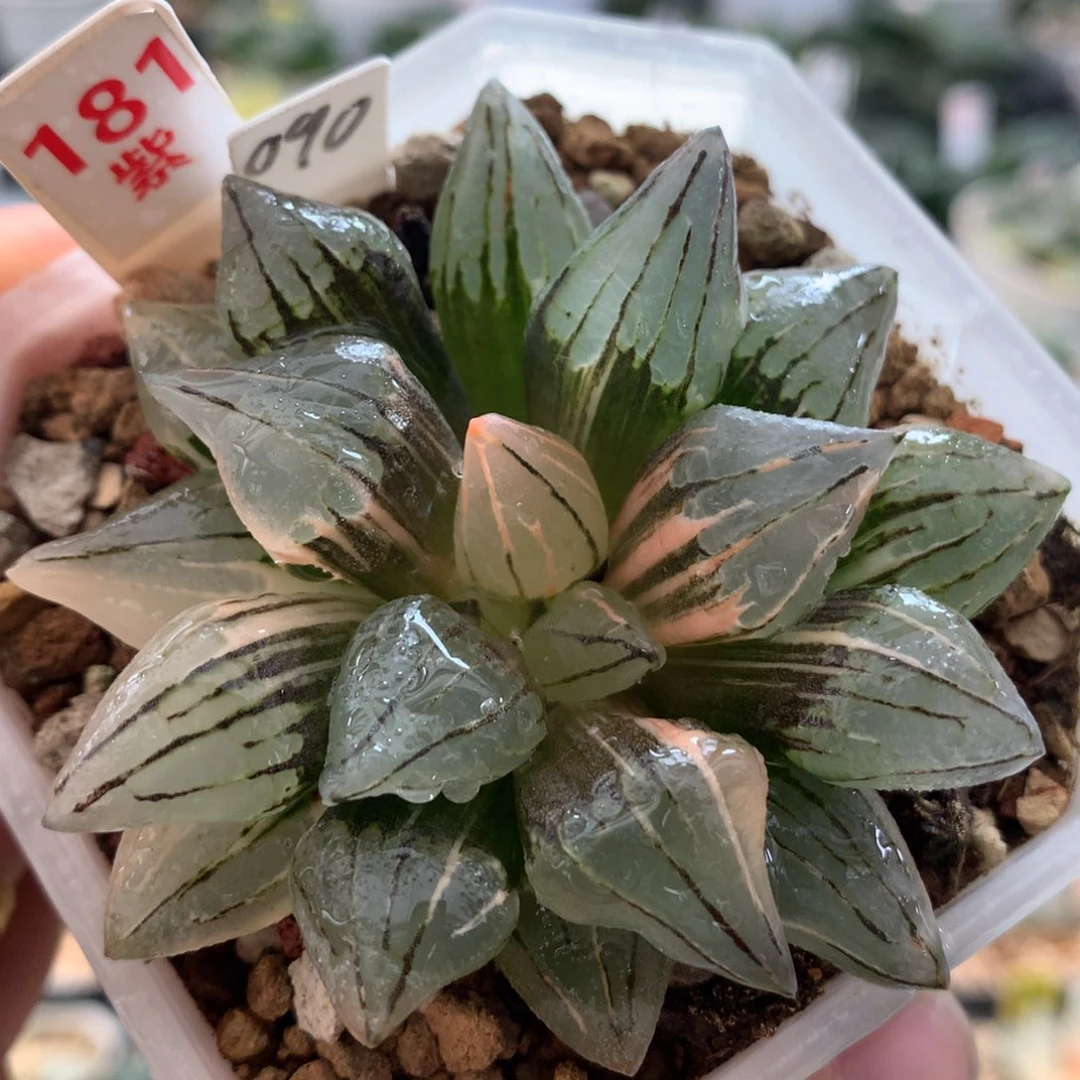 181西瓜寿锦十二卷