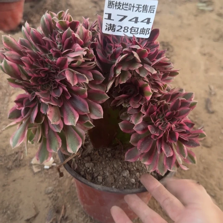 1744二号棚女巫缀A