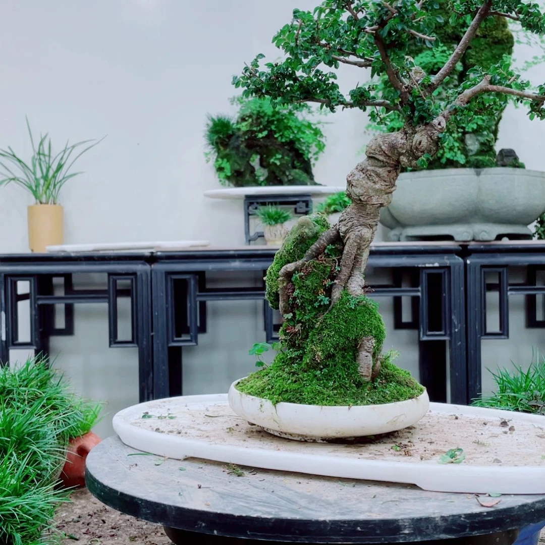 中*铁线蕨铁线蕨太喜欢