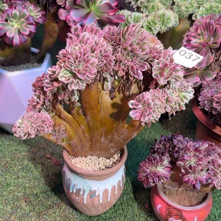 糖果女巫法师了缀化根部有修037