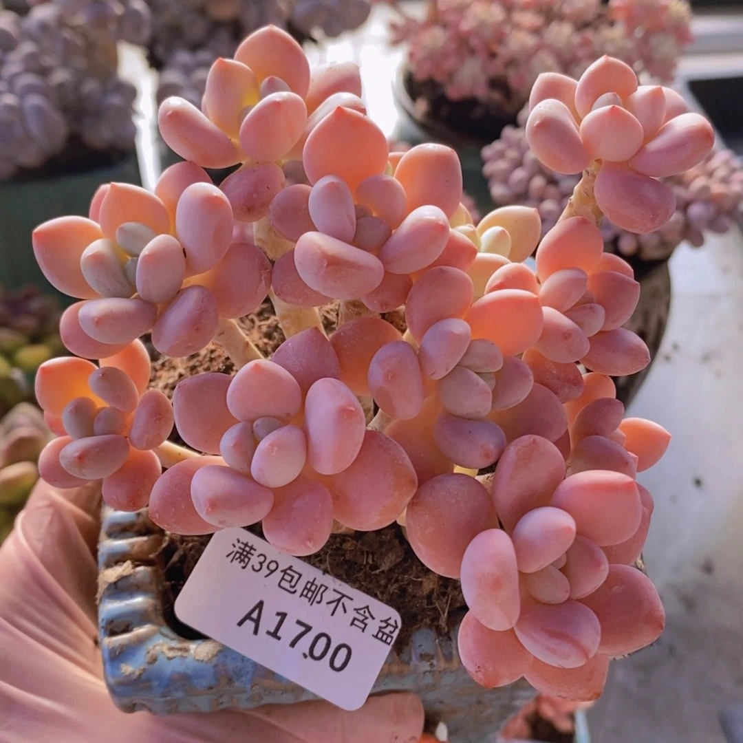 樱花洛神10cm1700多肉植物